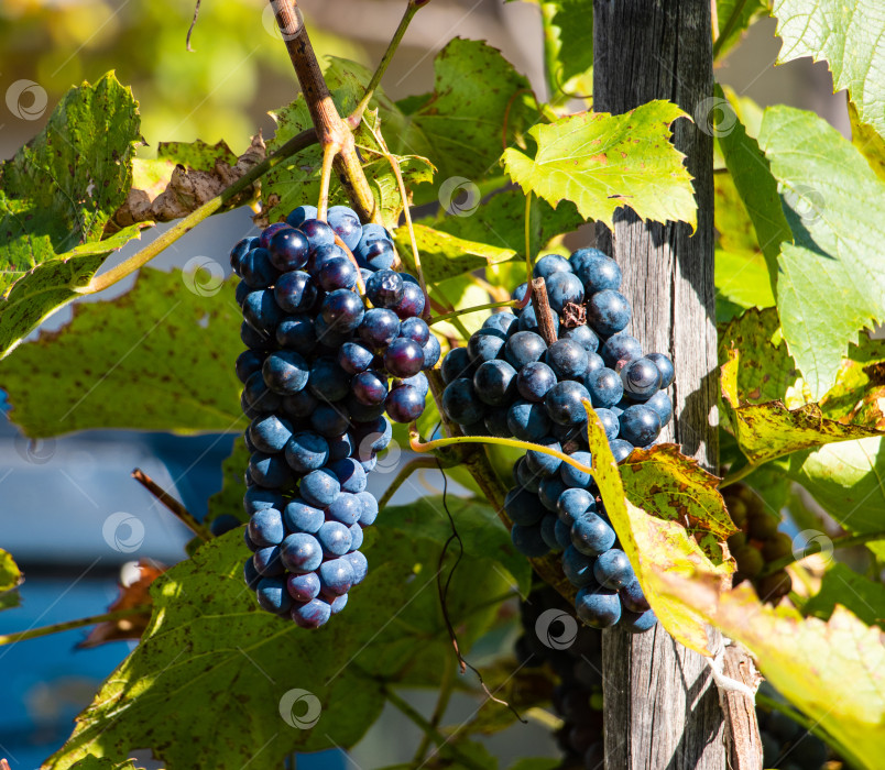 Скачать Дальневосточный виноград фотосток Ozero