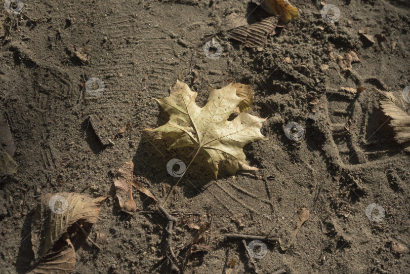 Скачать Жёлтый лист лежит на земле. фотосток Ozero