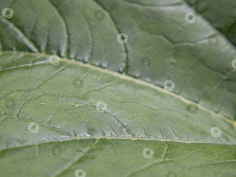 Скачать Абстрактный фон из натуральных зеленых листьев растения фотосток Ozero