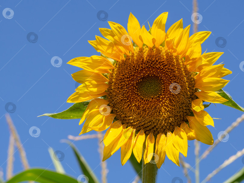 Скачать Крупный план цветущего подсолнуха в ярком солнечном свете на фоне голубого неба, вид снизу фотосток Ozero