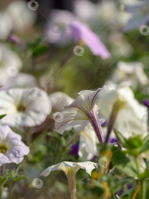 Скачать Несфокусированный цветочный фон из распускающихся бледно-белых цветов петунии фотосток Ozero