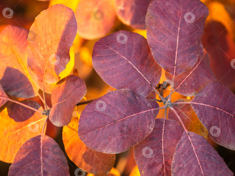Скачать Осенний фон из желтых и красных листьев на ветвях. Осенняя листва фотосток Ozero