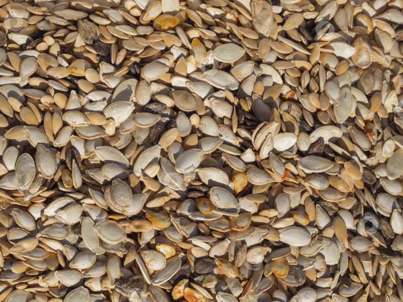 Скачать Фотография поверх смеси семян тыквы и дыни в качестве пищевого фона. Естественный фон текстуры семян фотосток Ozero