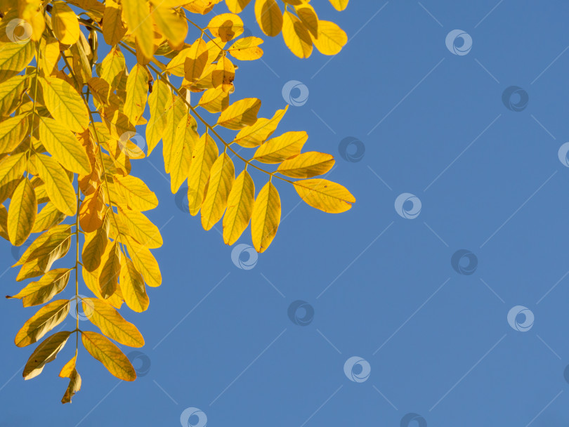 Скачать Желтые осенние листья на фоне ясного голубого неба в лучах солнечного света. Осенняя открытка с местом для текста. Яркая листва на синем фоне фотосток Ozero