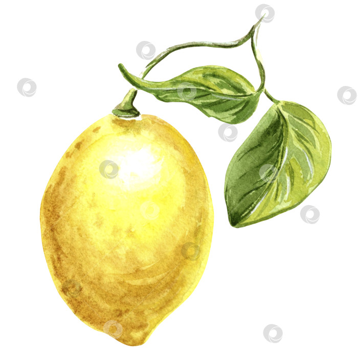 Скачать Желтый лимон на ветке с зелеными листьями, нарисованная от руки акварельная иллюстрация, изолированная на белом фоне, для дизайна, наклеек, узоров, упаковки, открыток, текстиля, вышивки. фотосток Ozero