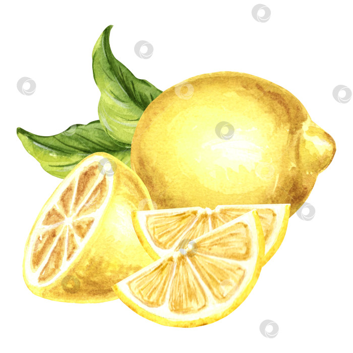 Скачать Цельный желтый лимон с половинкой, ломтиками и зелеными листьями, нарисованная от руки акварельная иллюстрация, изолированная на белом фоне, для дизайна, наклеек, узоров, упаковки, открыток, текстиля, вышивки. фотосток Ozero