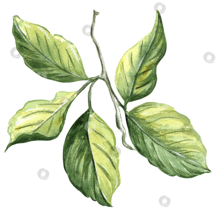 Скачать Ветка лимонного дерева с пятью зелеными листьями, нарисованная акварелью от руки иллюстрация, изолированная на белом фоне, для дизайна, приглашений, наклеек, узоров, упаковки, открыток, текстиля, вышивки. фотосток Ozero