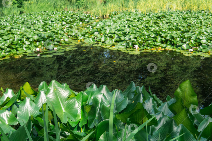 Скачать водная растительность на берегах стоячего водоема фотосток Ozero
