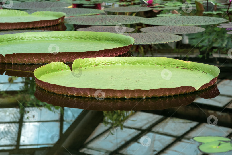 Скачать плавающие листья гигантской водяной лилии Victoria amazonica фотосток Ozero