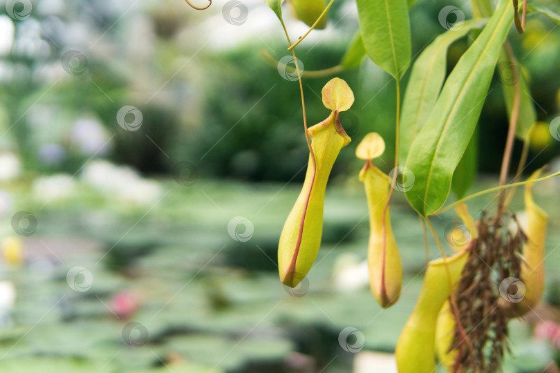 Скачать ловчий кувшин из плотоядного тропического растения nepenthes фотосток Ozero