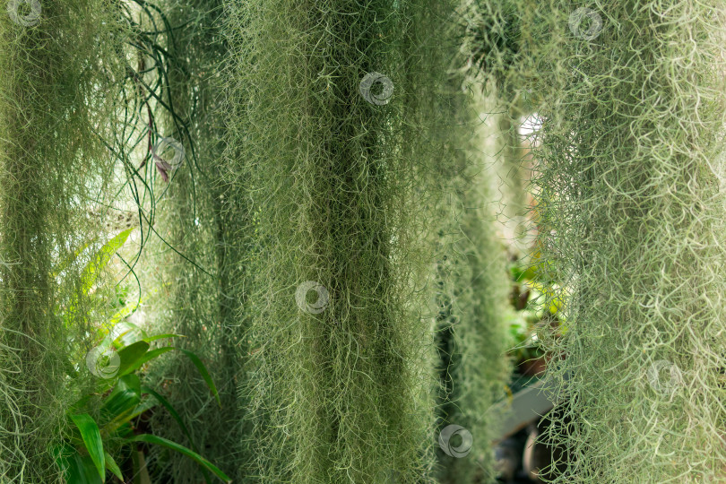 Скачать заросли испанского мха (tillandsia usneoides) в теплице среди тропических растений фотосток Ozero