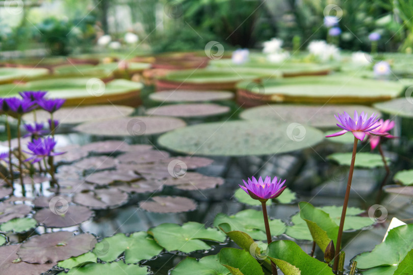 Скачать фиолетовые цветы тропической водяной лилии в естественной среде обитания фотосток Ozero