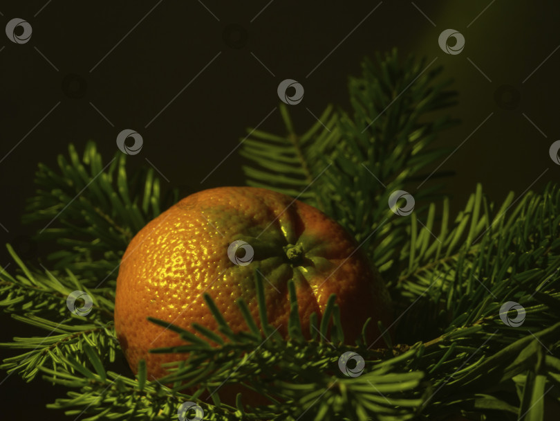Скачать Мандарин на еловых ветках. Рождественская композиция. Оранжевый мандарин, подсвеченный светом на зеленых ветвях. темный фон фотосток Ozero