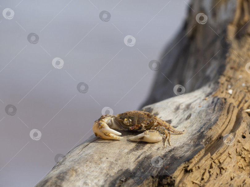 Скачать Маленький симпатичный краб на гнилой деревянной доске на размытом фоне моря с местом для текста. Морская красивая открытка фотосток Ozero