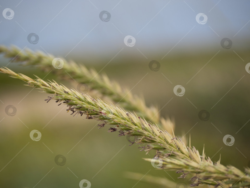 Скачать Цветущий колосок травы на мягком размытом фоне.	 фотосток Ozero