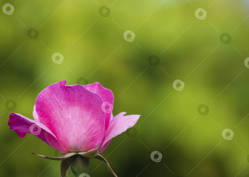 Скачать Цветок розовой розы в розовом саду, вид сбоку. Мягкий фокус. Розовая роза, цветущая в саду. Крупный план распускающегося красивого бледно-розового бутона розы весной в саду на размытом зеленом фоне фотосток Ozero