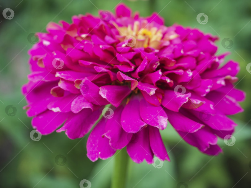 Скачать Крупный план розовых лепестков размытого цветка циннии на зеленом фоне. фотосток Ozero