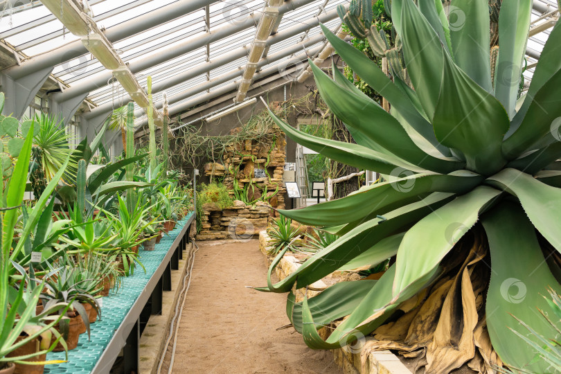 Скачать интерьер оранжереи ботанического сада с огромной агавой и древовидными кактусами фотосток Ozero