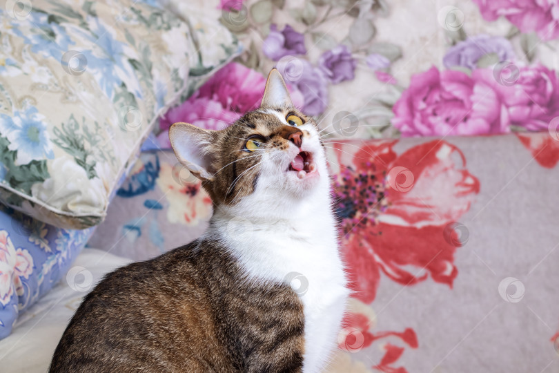 Скачать Кот со смешным выражением на морде фотосток Ozero