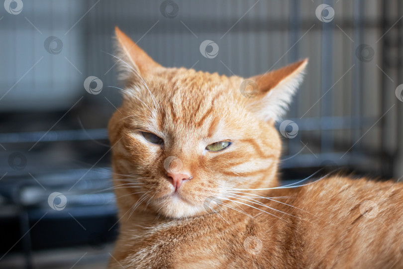 Скачать Домашняя рыжая кошка у себя дома портрет крупным планом фотосток Ozero