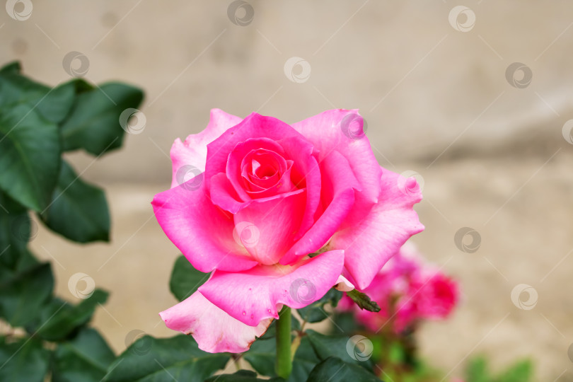 Скачать Розовый цветок розы и зеленые листья крупным планом фотосток Ozero