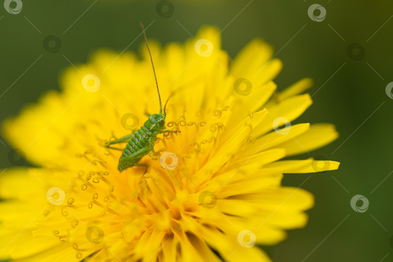 Скачать Молодой кузнечик на желтом цветке одуванчика. Крупный план. фотосток Ozero