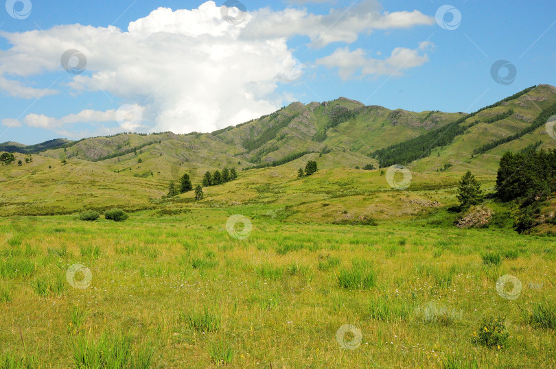 Скачать Широкая травянистая поляна с небольшими соснами у подножия высокой скалистой горы под летним облачным небом. фотосток Ozero