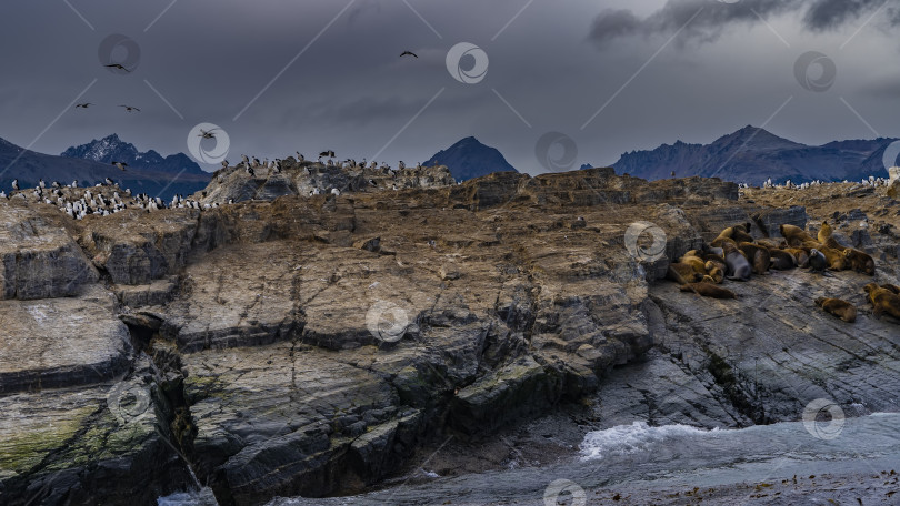 Скачать Группа морских львов отдыхает на склоне скалистого островка фотосток Ozero