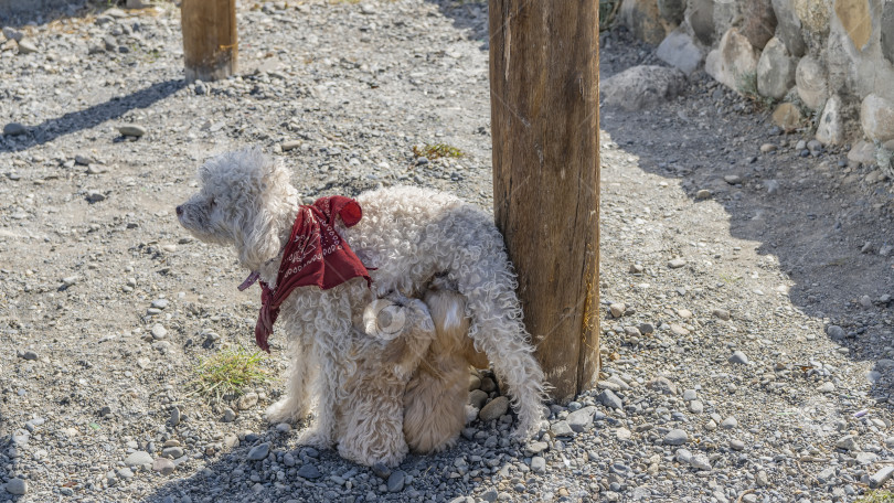 Скачать Кудрявая белая собачья мама стоит у деревянного столба и кормит детенышей. фотосток Ozero