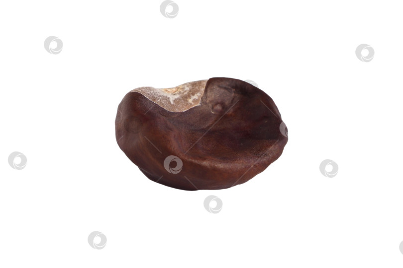 Скачать Один спелый орех конского каштана, выделенный на белом фоне. макросъемка каштана фотосток Ozero
