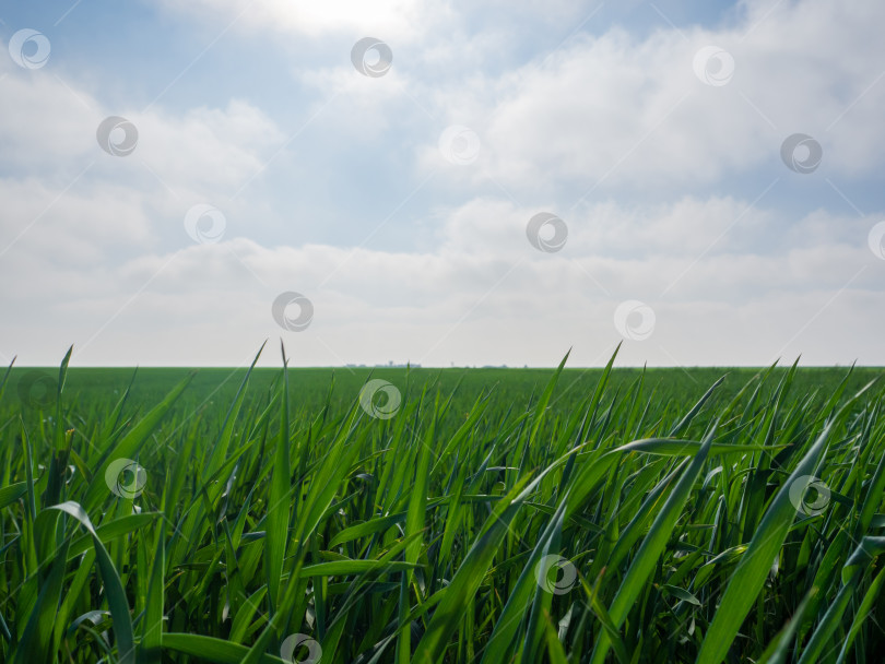 Скачать Крупный план ростков пшеницы в поле на фоне неба. Поле с зеленой травой под летним небом с облаками фотосток Ozero