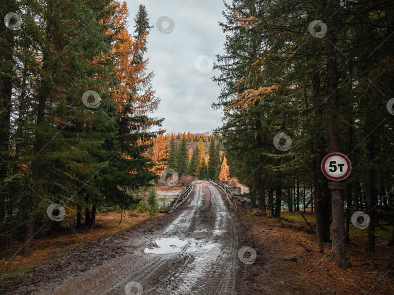 Скачать Въезд на мост, дождливый лес по бездорожью. Опасный полуразрушенный деревянный автомобильный мост через горную реку Аргут. Отдаленный регион Республики Алтай, Россия. фотосток Ozero