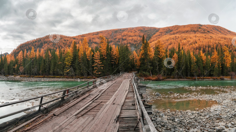 Скачать Опасный полуразрушенный деревянный автомобильный мост через горную реку Аргут. Осенний панорамный вид на мелководную реку, лес и длинный старый деревянный мост. Отдаленный регион Республики Алтай, Россия. фотосток Ozero