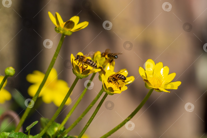 Скачать Пчелы на желтых весенних цветках купальницы (Ranunculaceae). Три пчелы сидят на желтых цветках и собирают мед. Летние и весенние фоны или открытка. Пробуждение природы весной фотосток Ozero