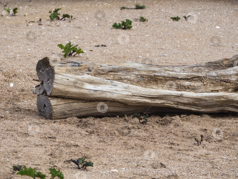 Скачать Крупный план сухого ствола дерева на морском пляже. Бревно, выброшенное морем на песчаный пляж фотосток Ozero