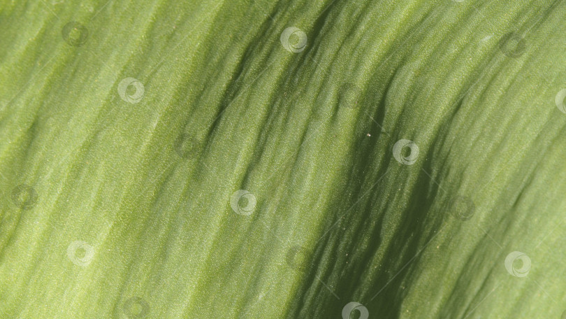 Скачать Текстура зеленого листа. Макрос зеленого листа растения представляет собой абстрактный текстурный фон. Крупный план - текстурированный зеленый лист для естественного фона, текстура для украшения и дизайна фотосток Ozero