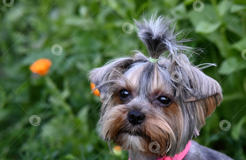 Скачать Фотография милой собачки, фотография йоркширского терьера фотосток Ozero
