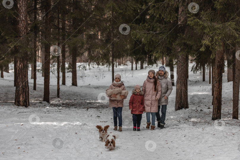 Скачать Счастливая молодая кавказская семья играет с двумя собаками зимой в сосновом лесу фотосток Ozero