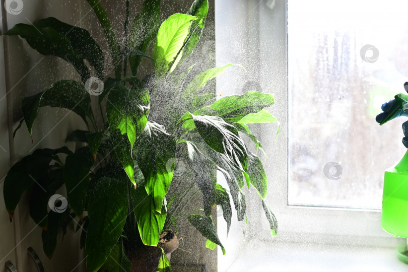 Скачать Женщина, опрыскивающая комнатное растение Фикус Пумила в керамическом горшке с помощью опрыскивателя, увлажняет воздух вокруг листьев в жаркий летний сезон. Солнечный свет. Зелень дома. Уход за растениями, хобби. фотосток Ozero