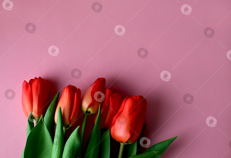 Скачать Красный тюльпан на розовом фоне. Пространство для копирования фотосток Ozero