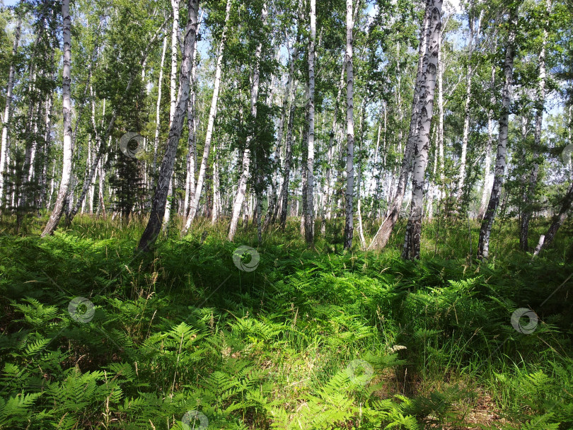 Скачать папаротник фотосток Ozero