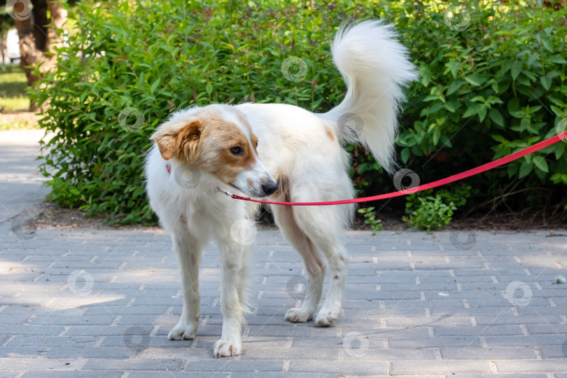 Скачать Белая пушистая собака гуляет в парке фотосток Ozero