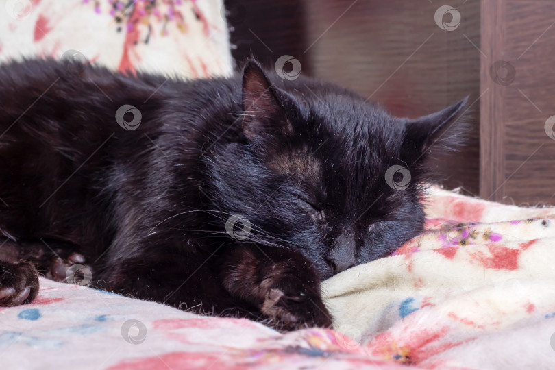 Скачать Черная кошка с одним глазом на подушке фотосток Ozero