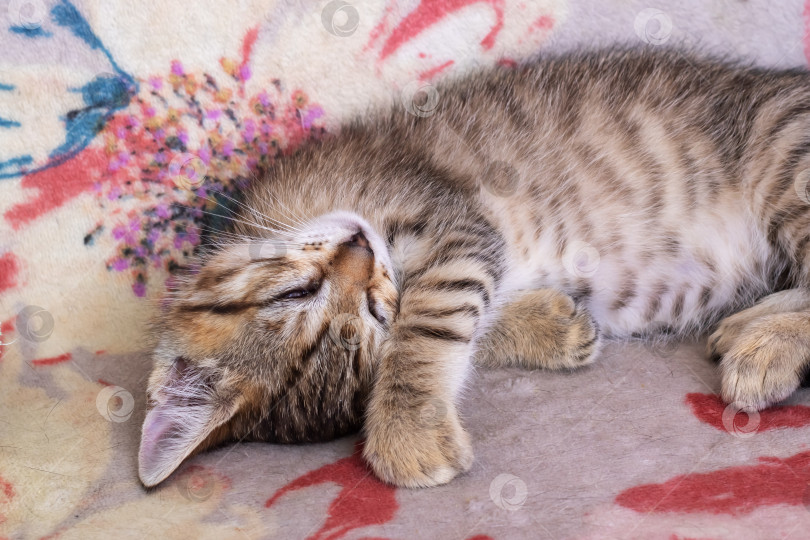 Скачать Маленький полосатый котенок спит дома крупным планом фотосток Ozero