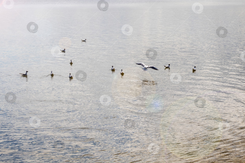 Скачать Чайки на поверхности воды фотосток Ozero