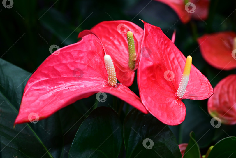 Скачать Цветок антуриума Андре красного цвета с листьями в форме сердца. закрыть фотосток Ozero
