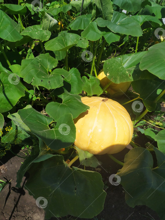 Скачать Сбор урожая тыквы в деревне спелая тыква в крупных листьях на дачном участке фотосток Ozero