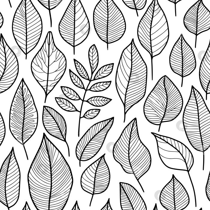 Скачать Абстрактный узор из листьев, черный контурный рисунок на белом фоне фотосток Ozero