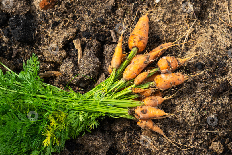 Скачать Собранный урожай моркови с ботвой на грядке в руках фермера. Пространство для копирования. Праздник урожая, дары осени, выращивание экологически чистых продуктов фотосток Ozero