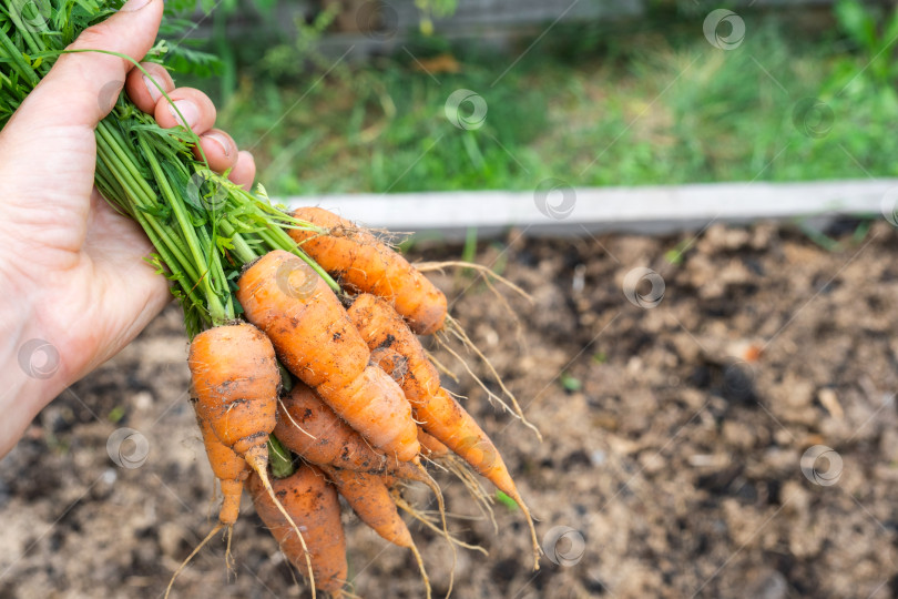 Скачать Собранный урожай моркови с ботвой на грядке в руках фермера. Пространство для копирования. Праздник урожая, дары осени, выращивание экологически чистых продуктов фотосток Ozero